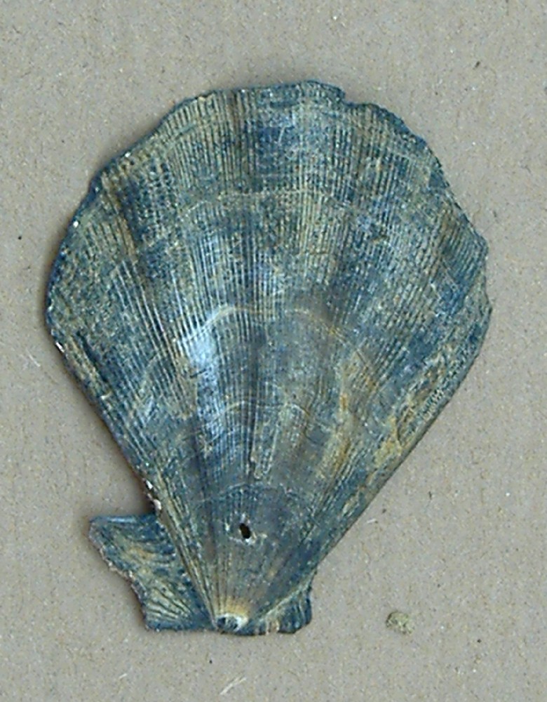 Chlamys pesfelis (Linneo, 1758) - Pliocene - Asti